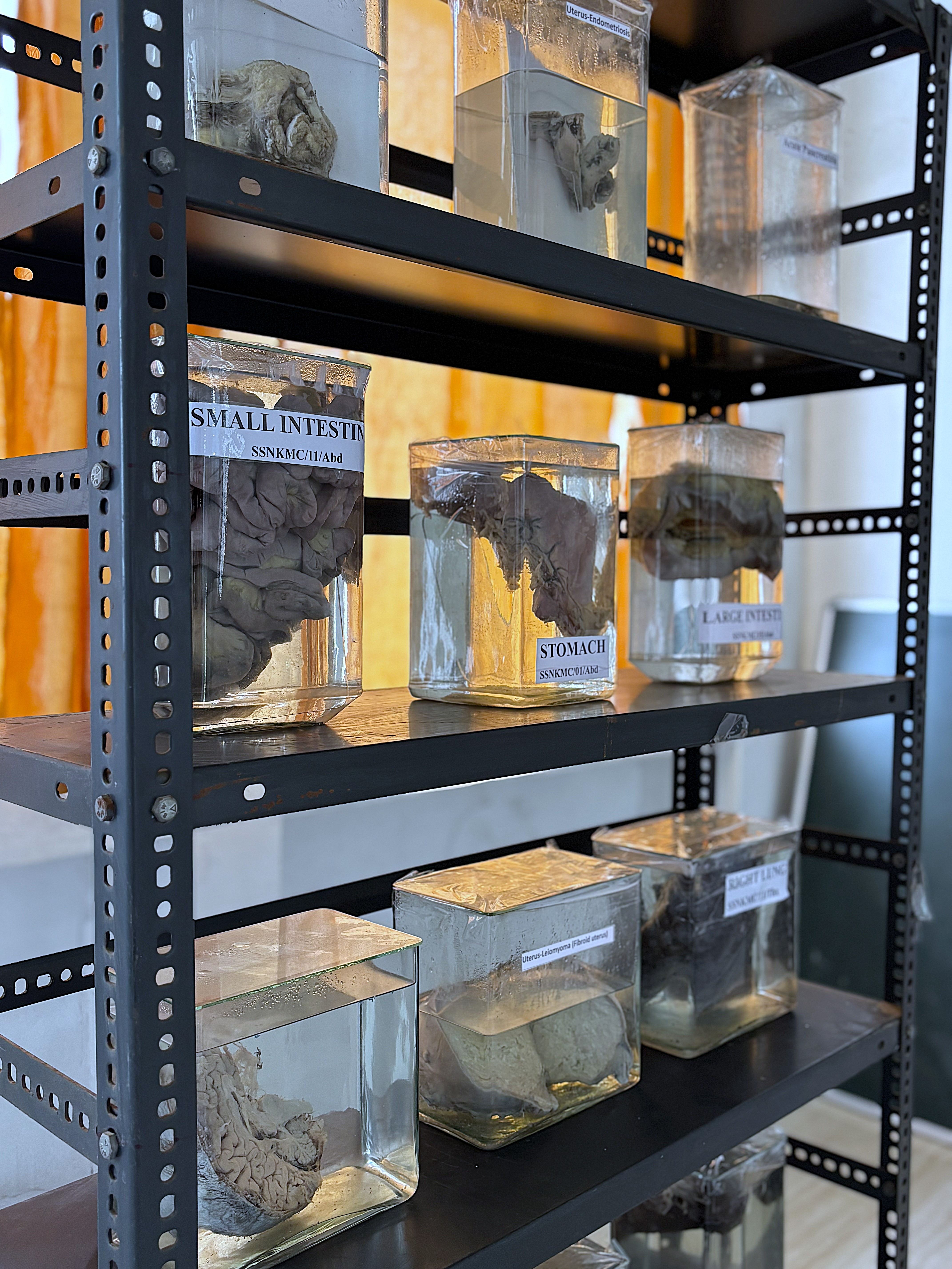 Anatomy Gallery